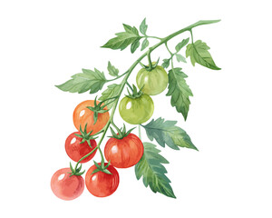 watercolor tomato vine vector illustration isolated on white background © Tanvir Rana