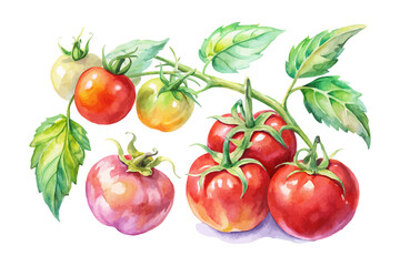 set of watercolor tomato vine vector illustration isolated on white background