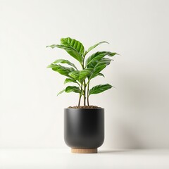 Coffea Arabica in a Black Pot Against a White Backdrop
