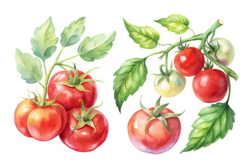 set of watercolor tomato vine vector illustration isolated on white background