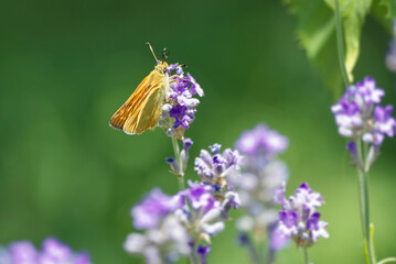 Large Skipper butterfly (Ochlodes sylvanus) perched on lavender plant in Zurich, Switzerland