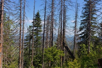 A forest scene with a mix of healthy and dying or dead trees  in Zakopane - Lesser Poland - Poland