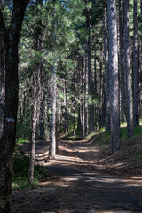 Obraz premium Winding path through a pine forest with atmospheric sunlight. A journey into nature, concept of adventure, hiking and peace. Scenic trail in the woods of Mount Etna, Sicily. A path to tranquility