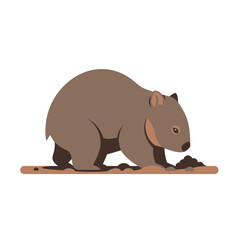 A common wombat foraging on the ground, depicted in a simple, flat illustration style.