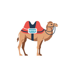 A harnessed dromedary camel stands against a white background, ready for travel or transport.