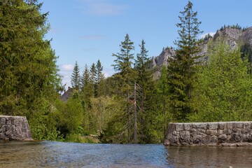 A scenic view showcases a forest with tall trees and a mountainous backdrop under a blue sky in Zakopane - Lesser Poland - Poland
