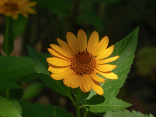 Bright Yellow Daisy-like Flower in Sunlight with Green Leaves