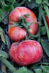 Natural pink tomatoes on the bush, grown in the garden without the use of chemicals, 100% natural...