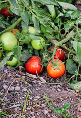 Natural red tomatoes on the bush, grown in the garden without the use of chemicals, 100% natural product