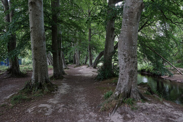 Riverside Walk, A serene photo captures a peaceful woodland walk beside the River Lossie, where dappled sunlight filters through a lush canopy of oak, birch, and pine trees. 