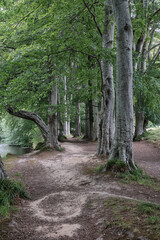 Riverside Walk, A serene photo captures a peaceful woodland walk beside the River Lossie, where dappled sunlight filters through a lush canopy of oak, birch, and pine trees. 