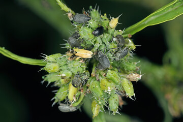 Cabbage stem weevils, Ceutorhynchus feeding on flower buds.