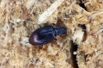 Tiny minute brown scavenger beetle Latridiidae on wood. High magnification.