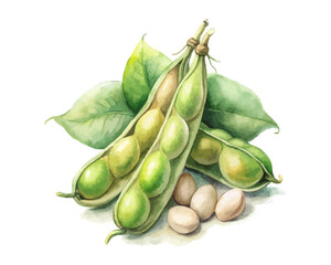 watercolor Soybean vector illustration isolated on white background