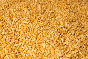 Pile of raw corn kernels for food.
