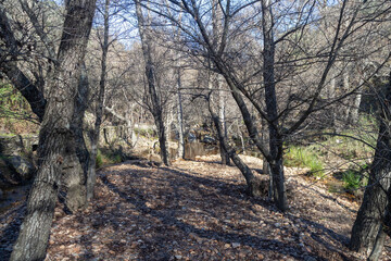 Leafless trees and a small stream in Monfragüe Natural Park, Extremadura, Spain. Tranquil forest...