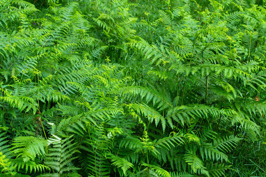 Lush green ferns creating a vibrant forest texture