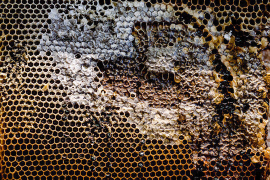 Honeycomb structure with natural honey and wax