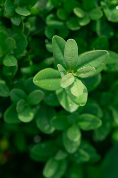 Dew-kissed boxwood leaves after a gentle rain