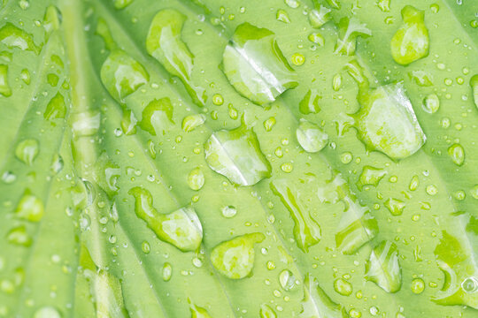Dew on green hosta leaf showcasing nature's freshness