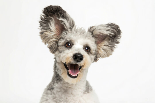 Close-up of gray Pumi dog with wide open mouth, fluffy ears and joyful expression in front of white studio background