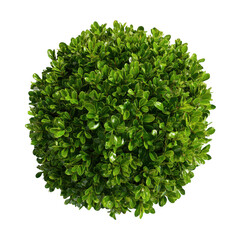 Obraz premium Green bush isolated on transparent background