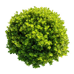 Fototapeta premium Green bush isolated on transparent background
