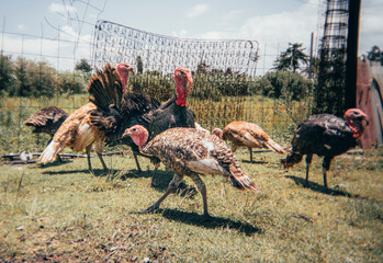 Turkeys walking through the garden of a traditional Mexican country house.
