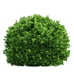 Obraz premium Round green bush isolated on transparent background
