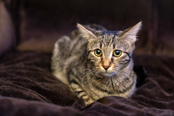 Cat sleeping, lying, relaxing, looking, resting in a dog bed. giant cat bed or pillow. pet ownership, pet friendship. Cat Relaxing in Soft Dog Bed Indoors. For Pet Care or Animal Lovers Concept