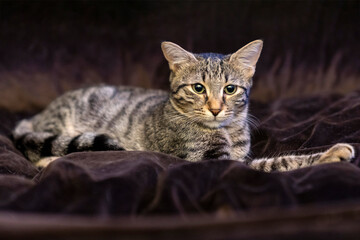 Cat sleeping, lying, relaxing, looking, resting in a dog bed. giant cat bed or pillow. pet ownership, pet friendship. Cat Relaxing in Soft Dog Bed Indoors. For Pet Care or Animal Lovers Concept
