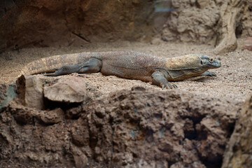 close-up shot of a Komodo dragon among the rocks in a desert area