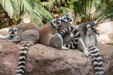 Close-up of a family of lemurs sitting on a rock in the wild.