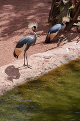 Two grey crowned cranes on the bank of a stream