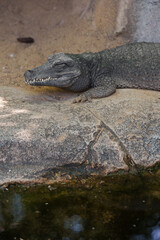 sleeping caiman with its eyes and mouth closed next to a swamp