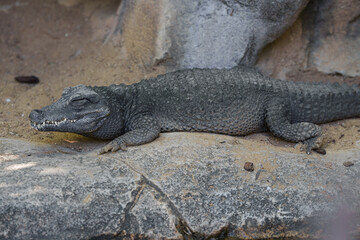 Caiman sleeping with its eyes and mouth closed at the zoo.