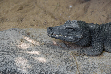 Close-up of an alligator's head with closed eyes and mouth resting on a rock.