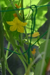 yellow flowers on cucumber plant