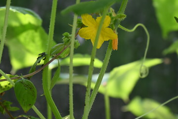 yellow flowers on cucumber plant