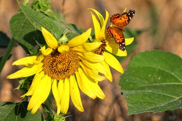 Orange Butterfly on Sunflower