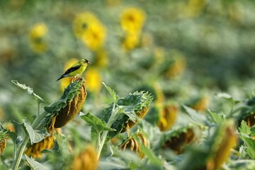 Yellow bird on sunflower in a field