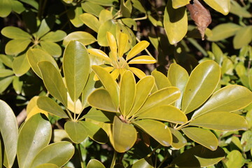 Fototapeta premium Pittosporum tobira plant of japan (Japanese Cheesewood)