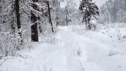 winter forest trees in the snow frost. Fantastic winter landscape. National Park. Carpathian, Ukraine, Europe. Beauty world. winter forest trail, cold season. a lot of snow. road in winter forest