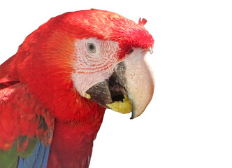 Naklejka premium Green-winged macaw parrot. Ara chloropterus isolated on white