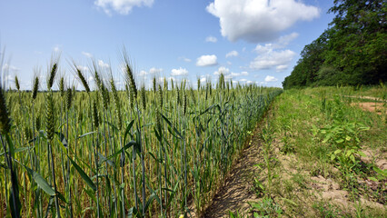 spikelets. Fresh green young unripe juicy spikelets of wheat on a blurred green field. Oats, rye, barley. harvest in spring or summer, closeup of a field. agricultural field, agriculture, farmland