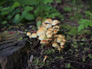 Chřibská (Děčín District, Ústí nad Labem Region, Czech Republic)