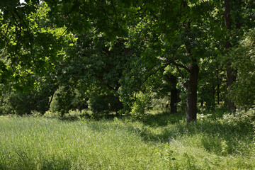 Obraz premium trees grow on beautiful meadow among rich vegetation. oak trunk close-up. Scenic landscape with pathway through glade among trees. Natural background with greenery. Vivid scenery in sunny day.