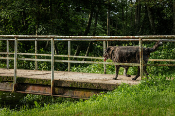 A large black dog crosses a weather-worn, rusty bridge over a stream in a lush, wooded area,...