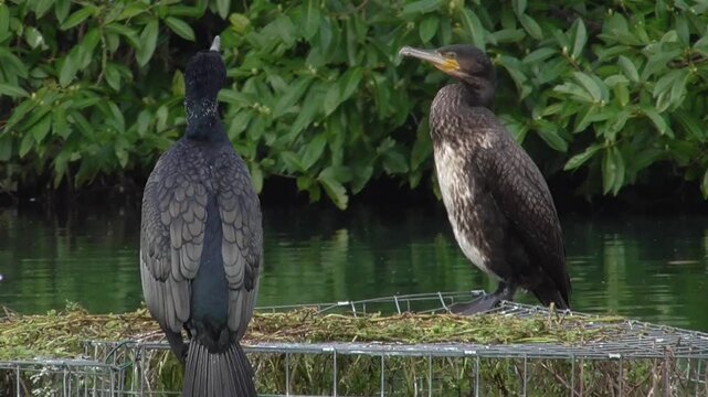 Two Cormorants (Phalacrocorax carbo) Perched By a Lake