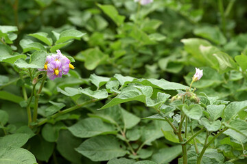 potato flower, flowering season. plant leaves. New potato Leafs, Agriculture and organic food....